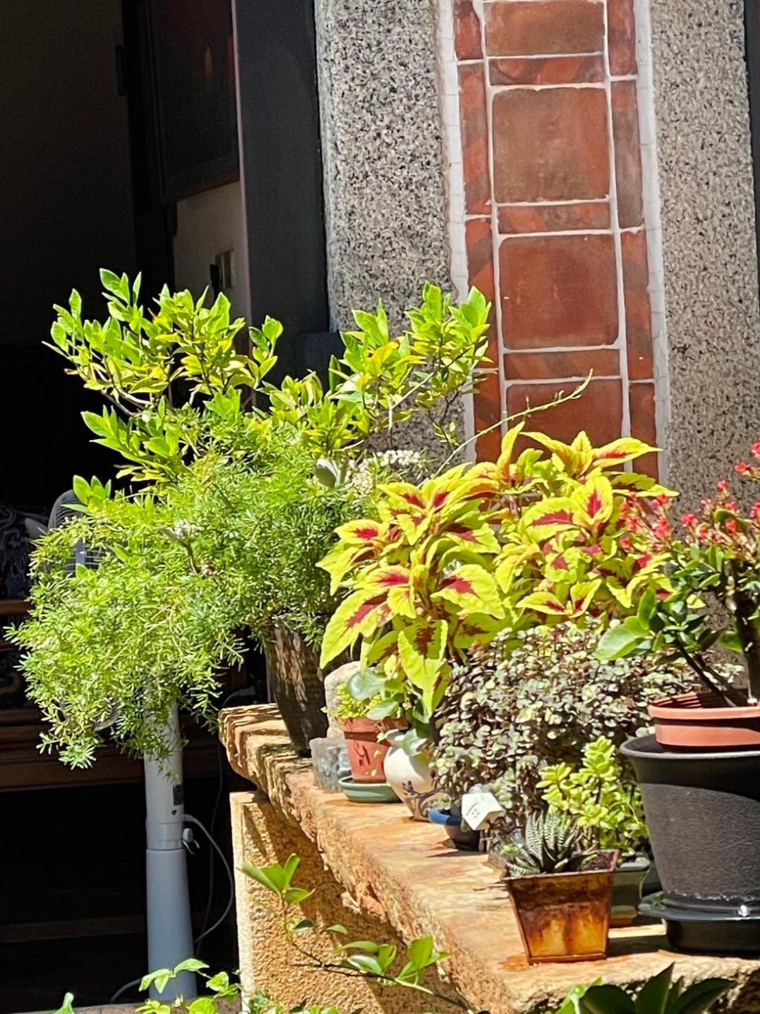 Grace Homestay Jincheng Eksteriør bilde